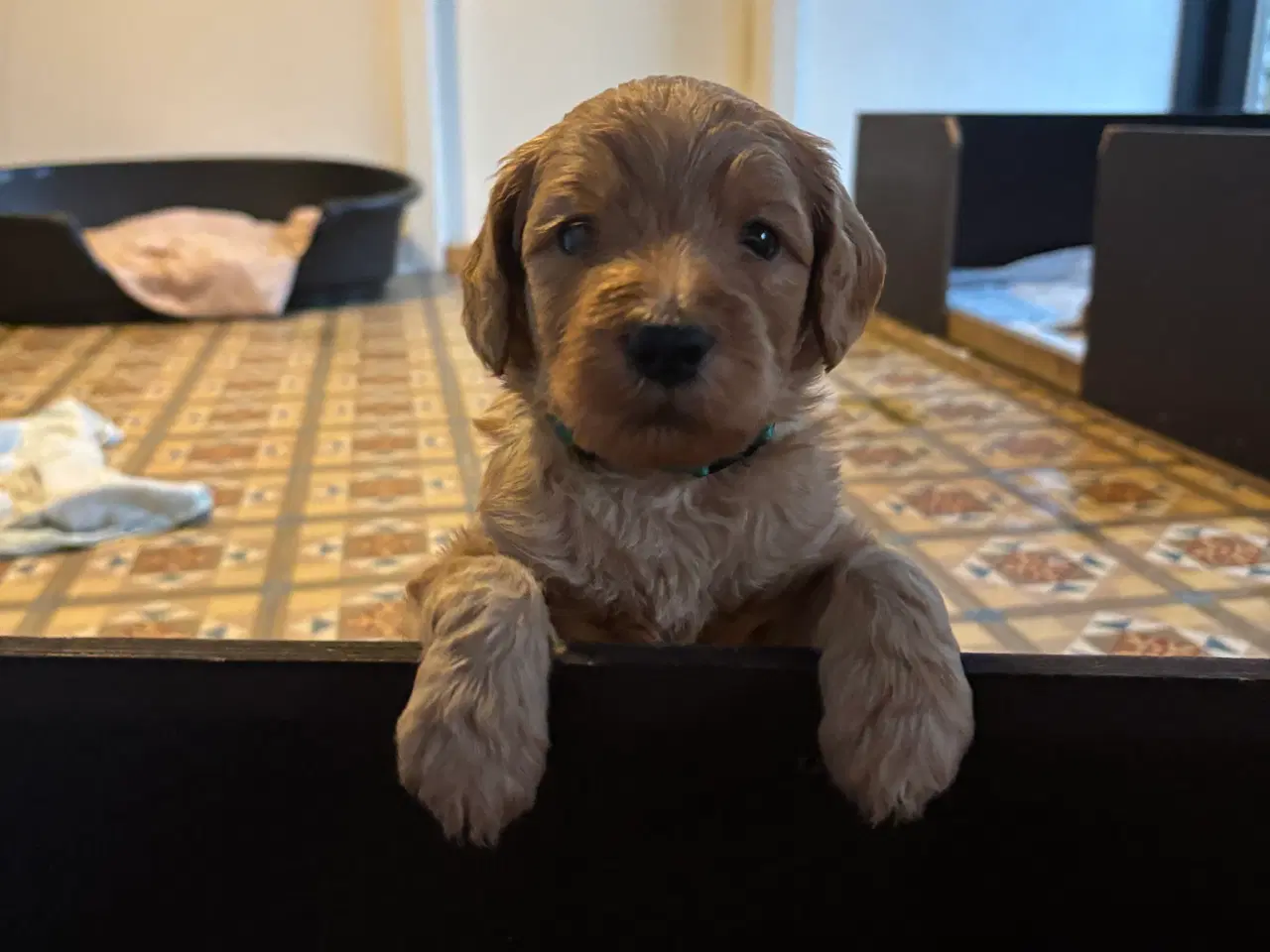 Billede 2 - Labradoodle F1b