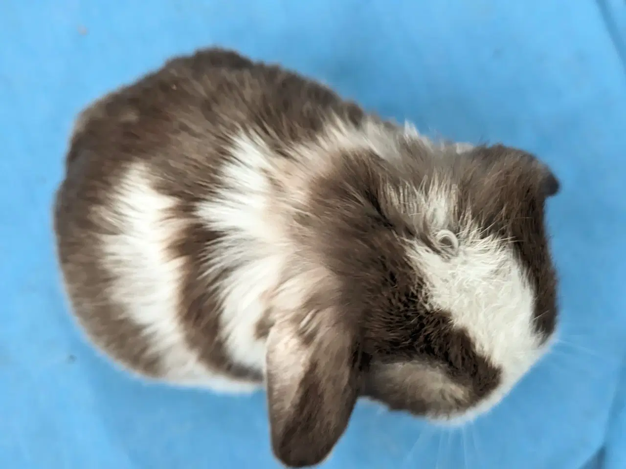 Billede 6 - Minilop kaninunge sælges