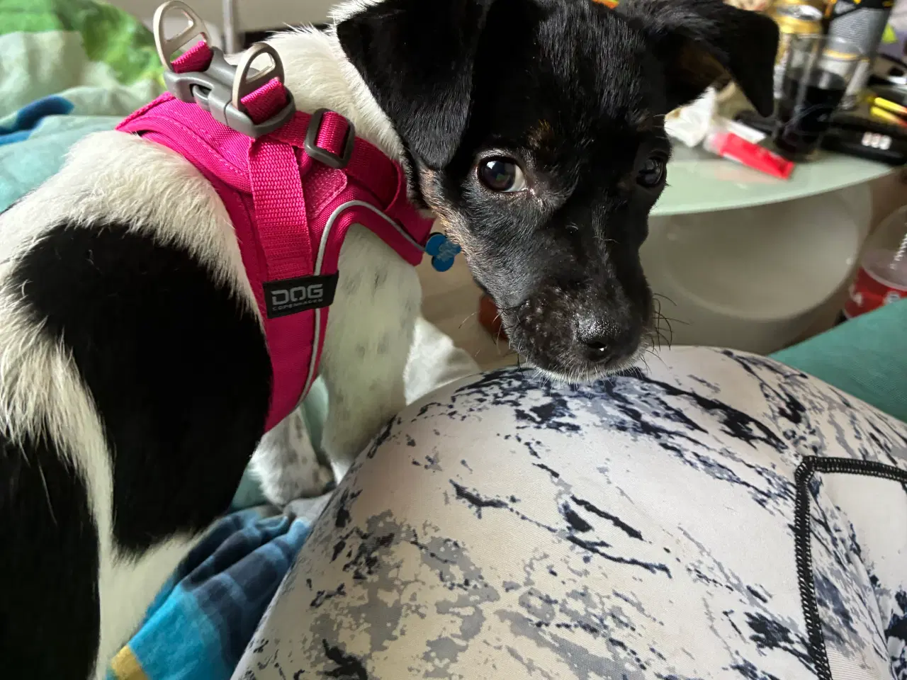 Billede 4 - Dansk svensk gårdhund 