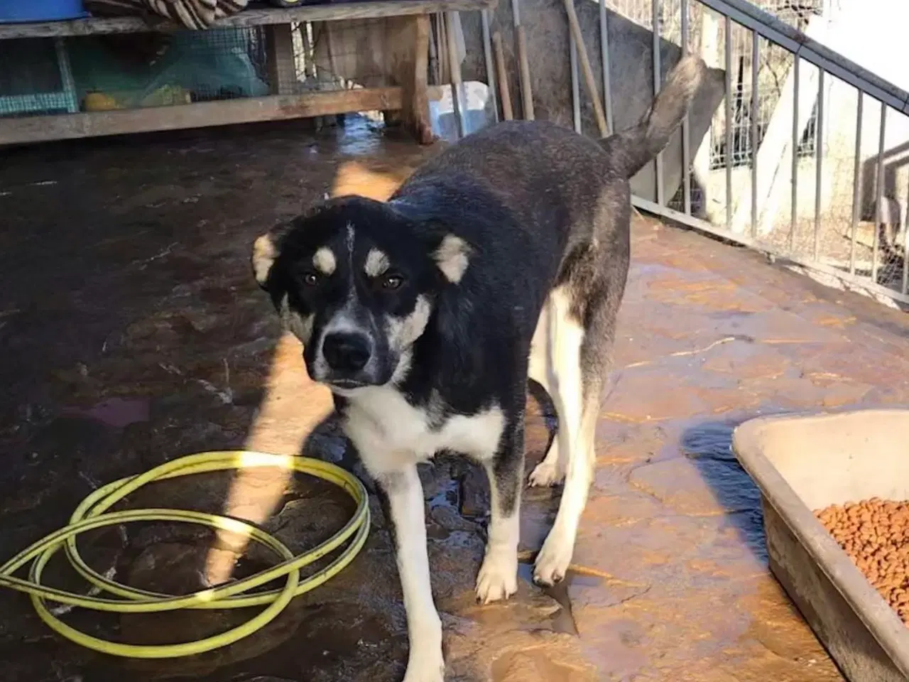 Billede 9 - Sødeste Sunny søger familie 