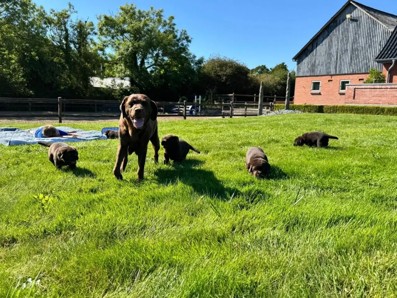 Billede 10 - Brune Labrador hvalpe med DKK stamtavle