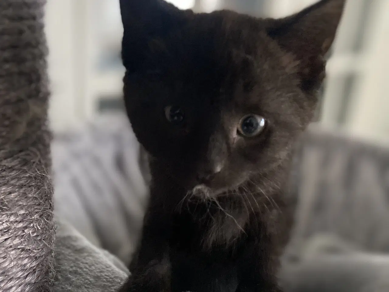 Billede 3 - Super søde flaske killinger