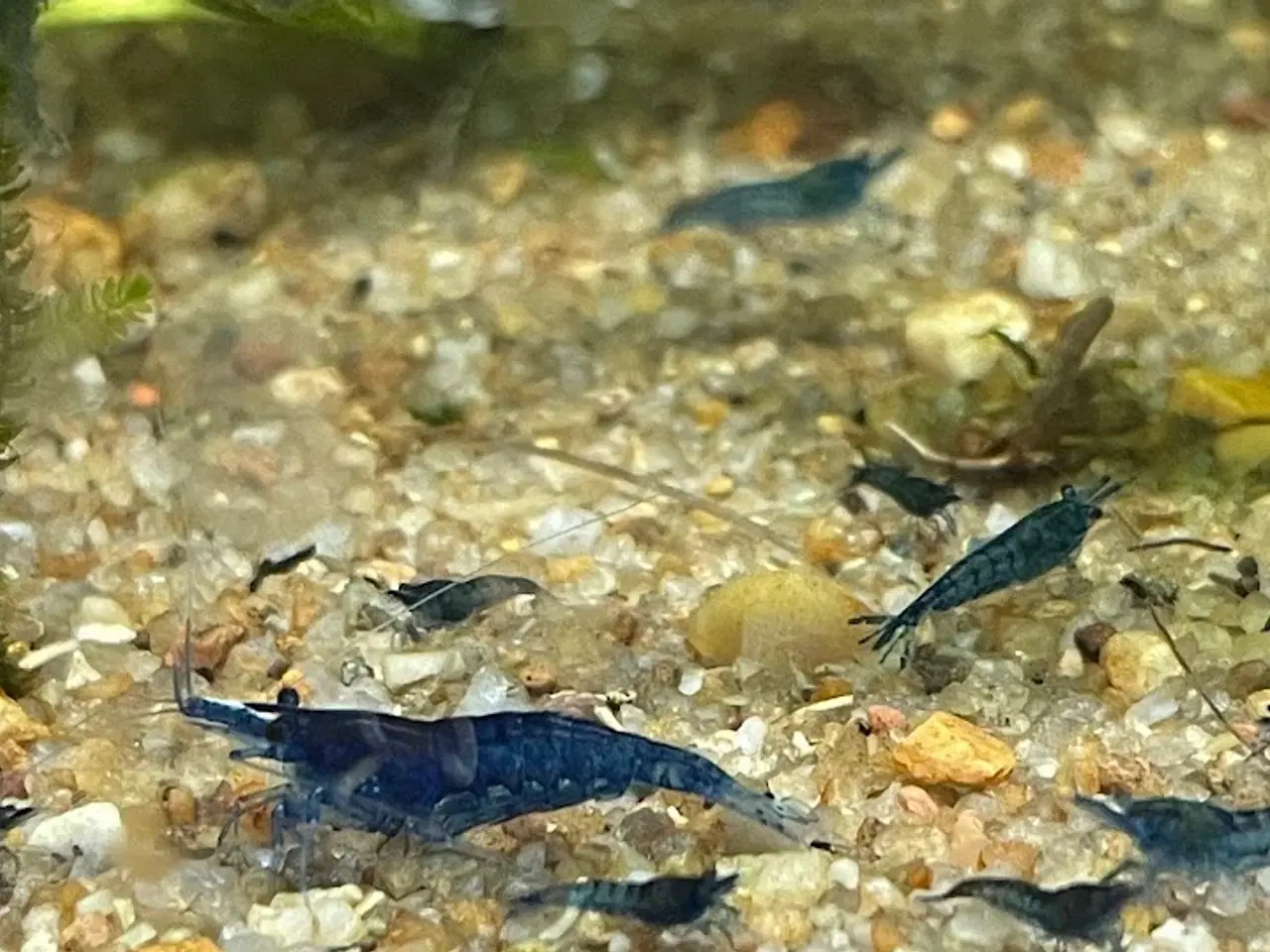 Billede 2 - Rejer blå Neocaridina davidi – Blue diamond shrimp