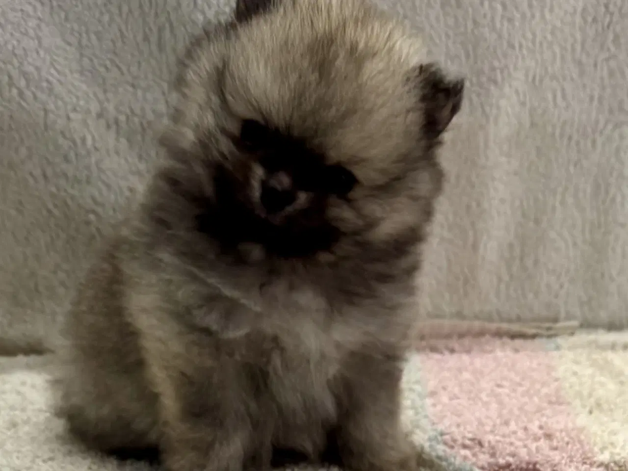 Billede 2 - Mini Pomeranian 