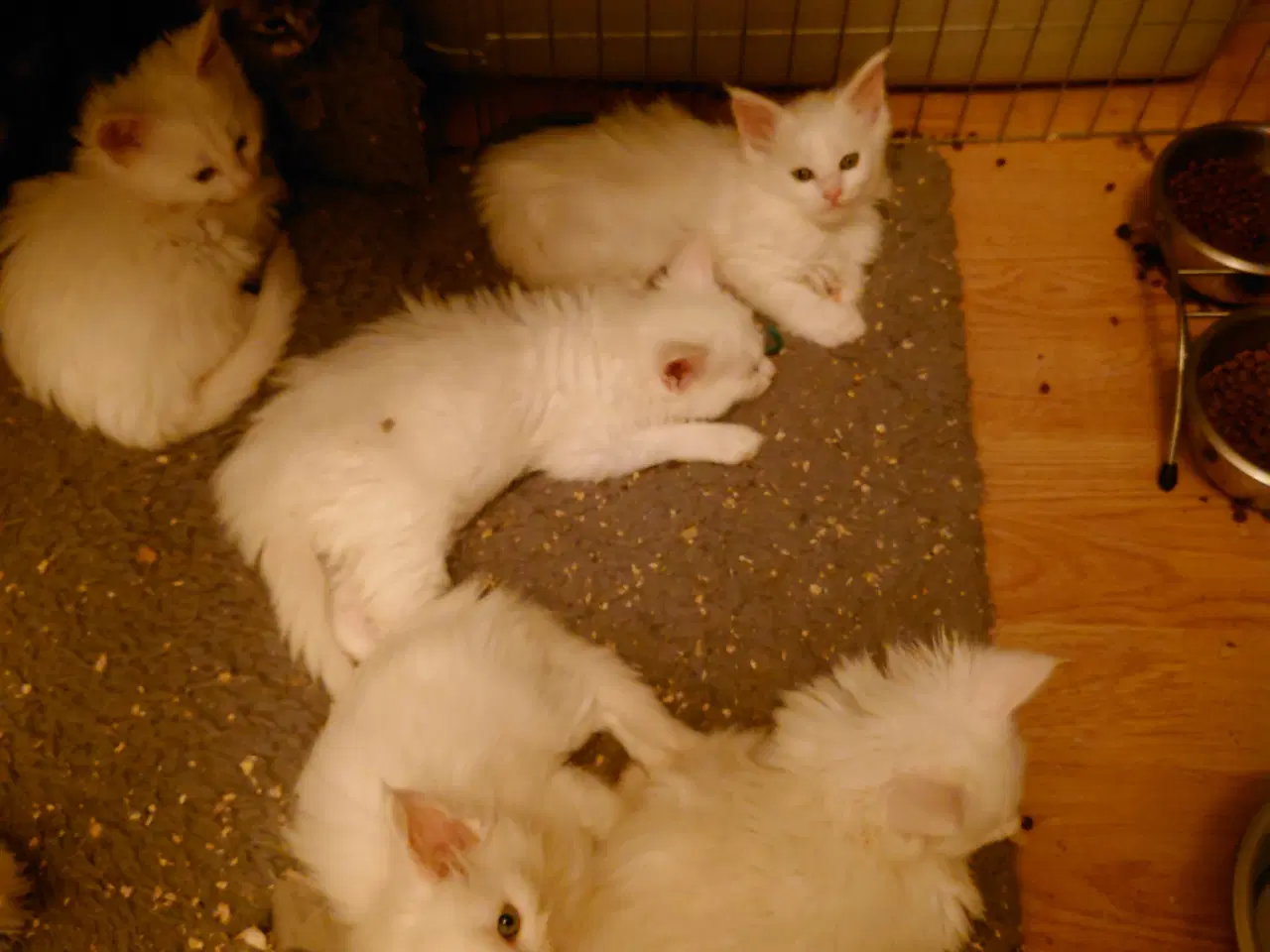 Billede 1 - Smukke Maine coon far med tavle