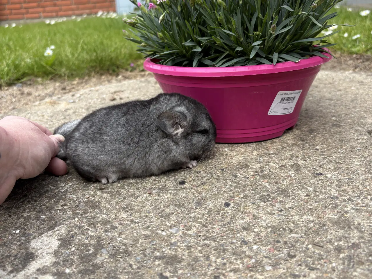 Billede 1 - HAN standard chinchilla 