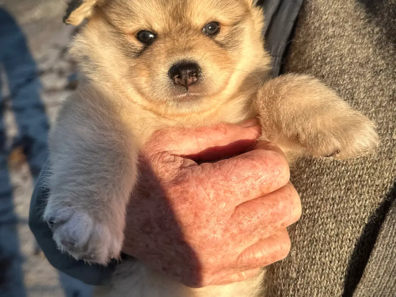 Billede 6 - Finske Lapphundehvalpe søger nye, kærlige hjem