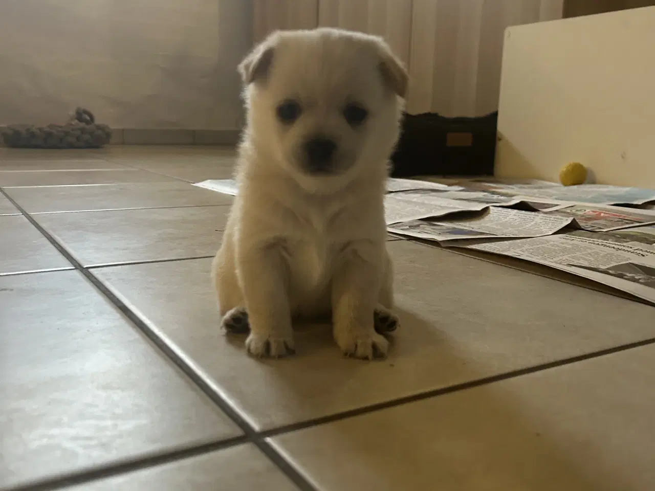 Billede 5 - Pomchi tæve hvalp 
