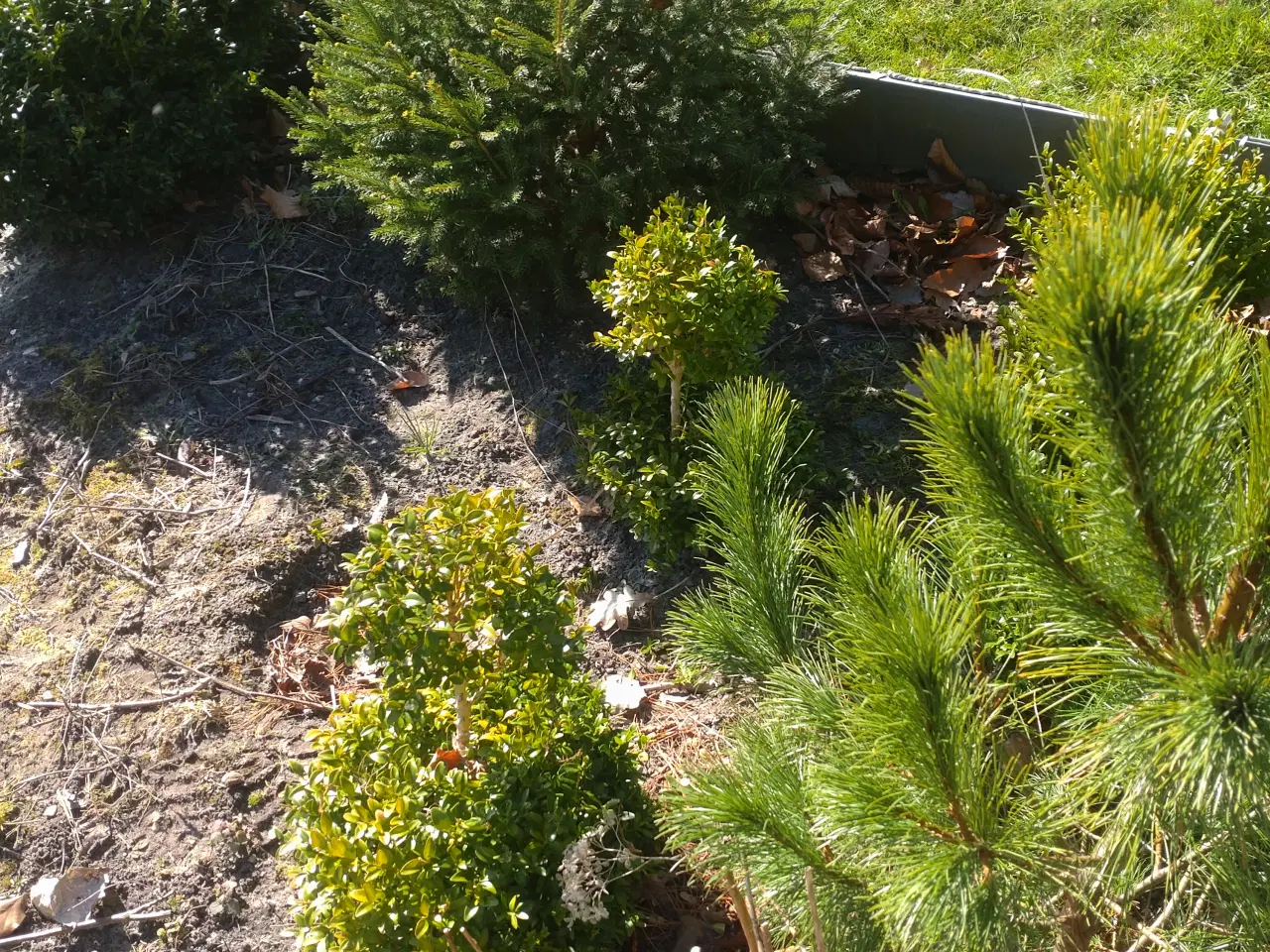 Billede 4 - Buksbom. Hortensia