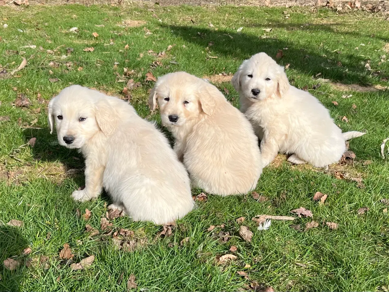 Billede 9 - 7 Golden retriever hvalpe sælges