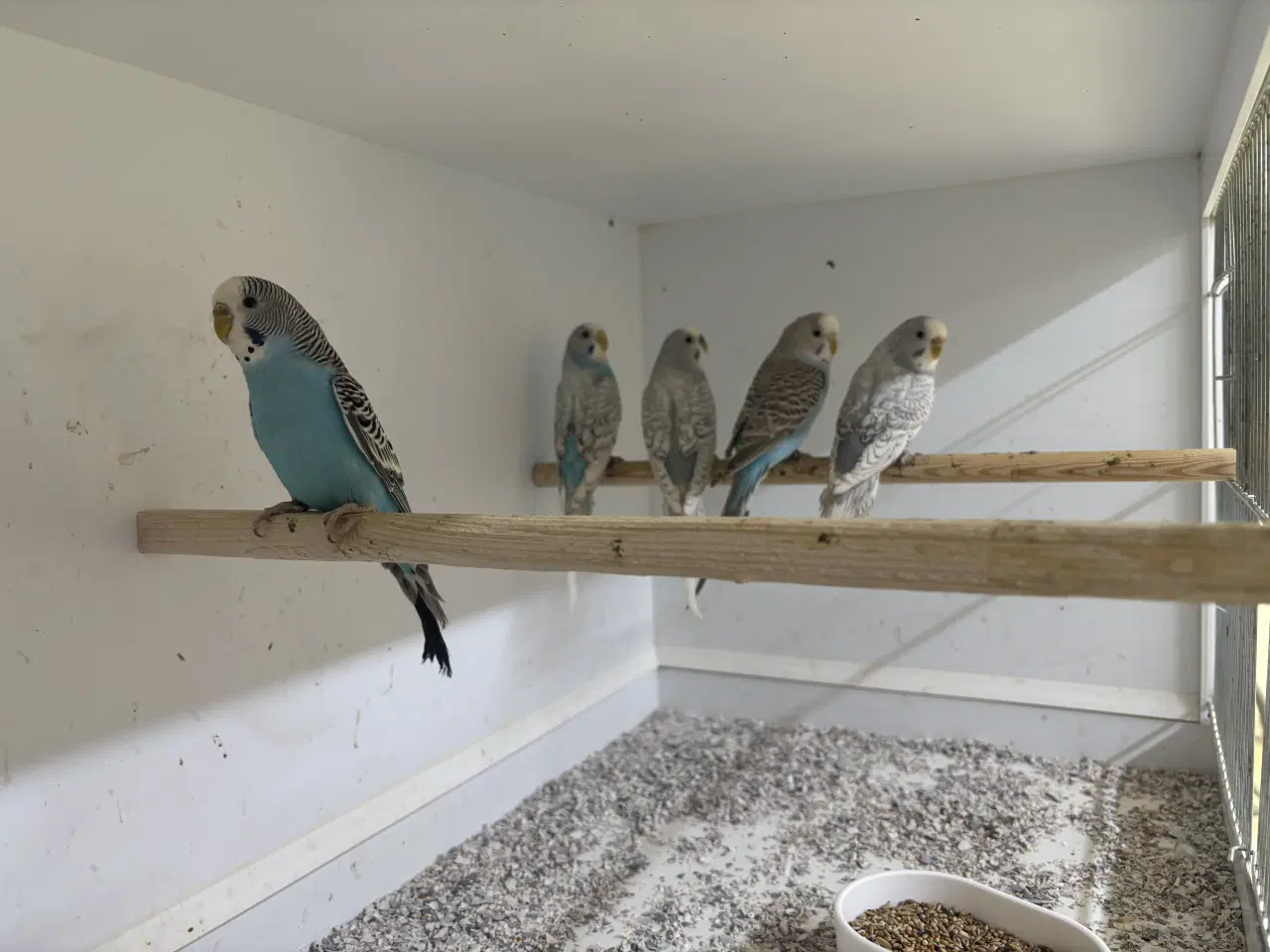 Billede 1 - Australske undulater 