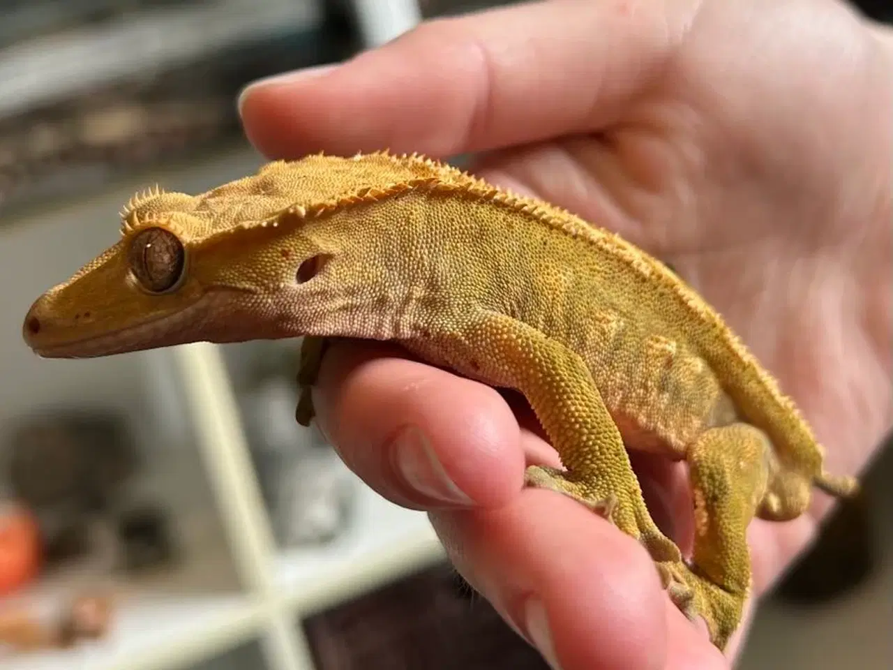 Billede 2 - Kronegekko incl terrarie