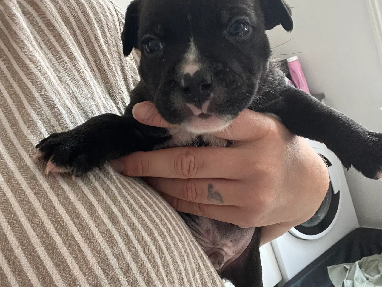 Billede 5 - Staffordshire bullterrier/ old english hvalpe 