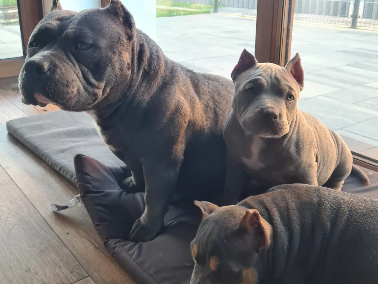 Billede 12 - American Bully pocket 