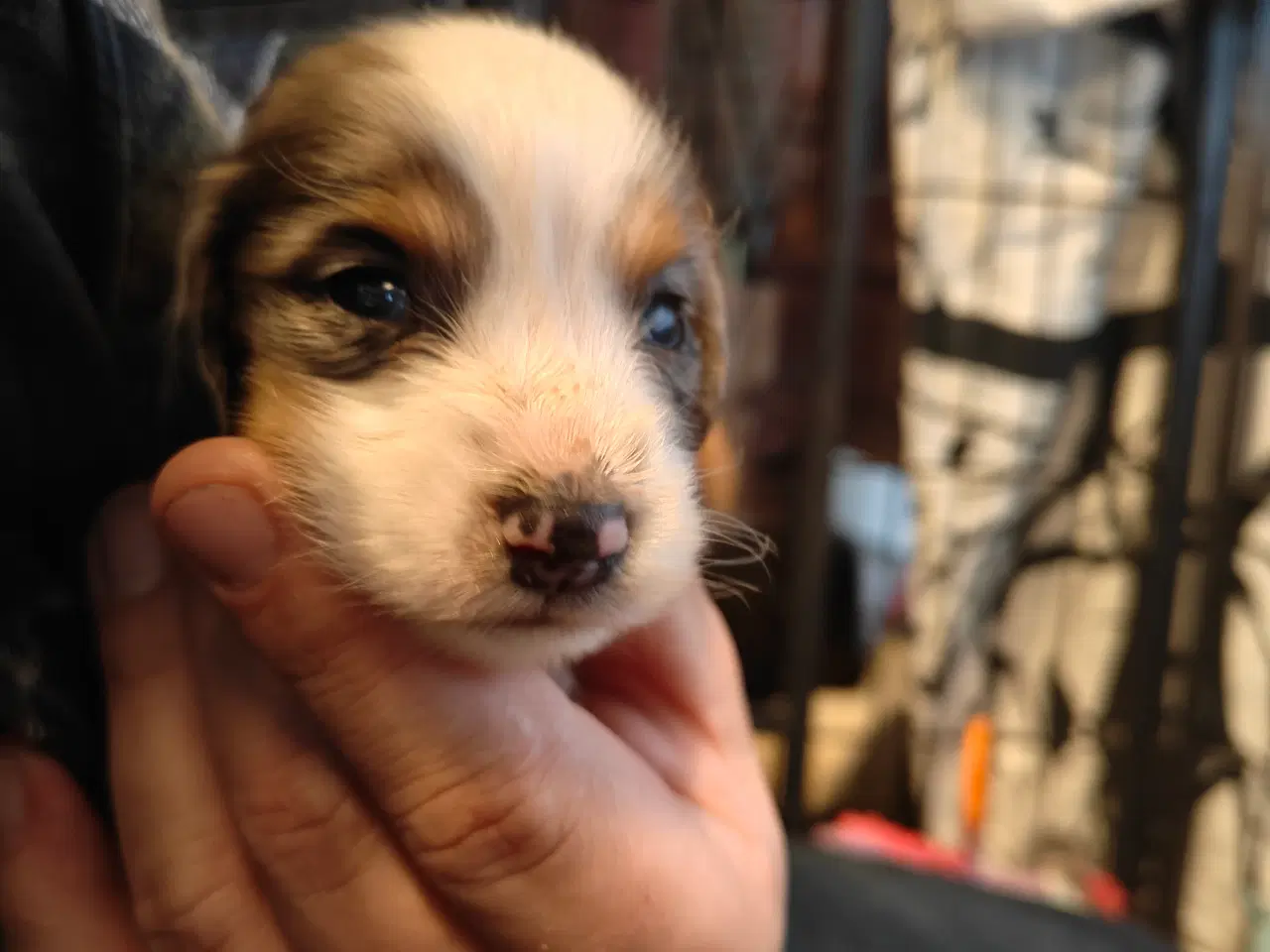 Billede 2 - Langhåret dværg gravhund 