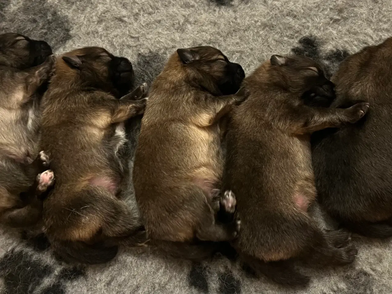 Billede 6 - Skønne Mittelspitz hvalpe søger nyt hjem