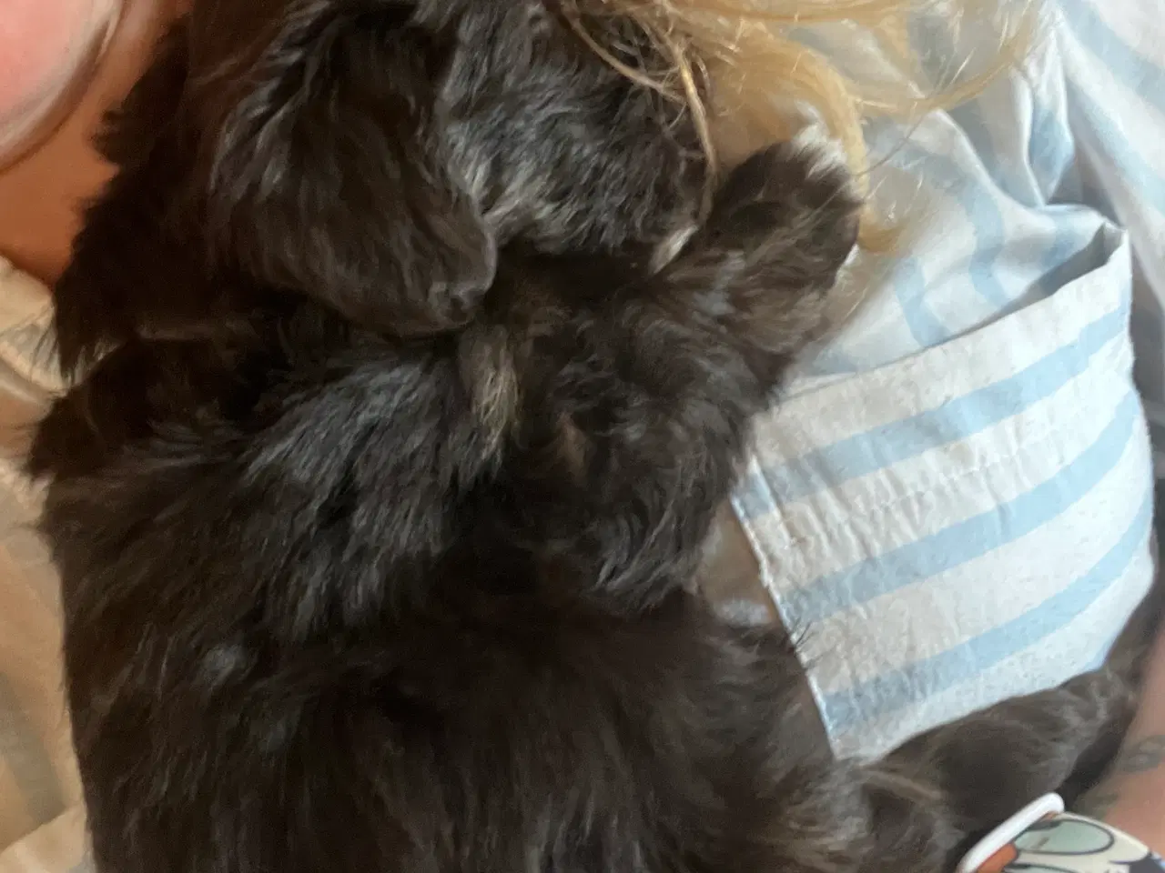 Billede 1 - Bichon Havanais 