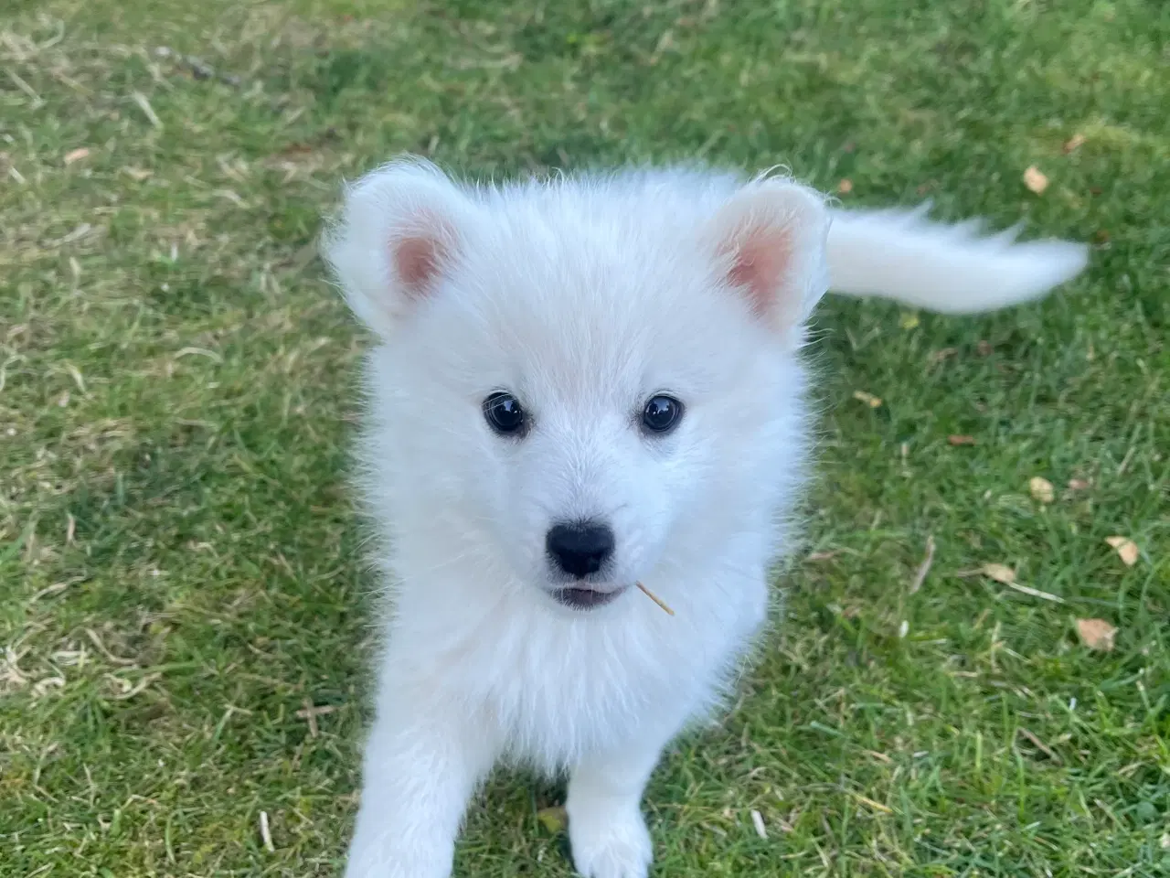Billede 17 - Hunde hvalpe - Japansk spids