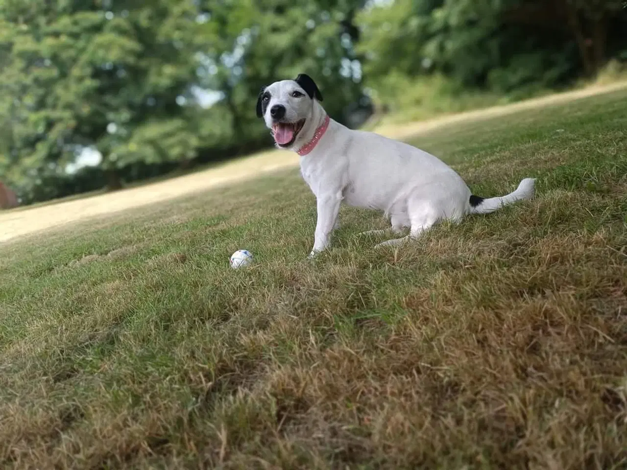 Billede 5 - Jack Russell terrier hvalpe,...