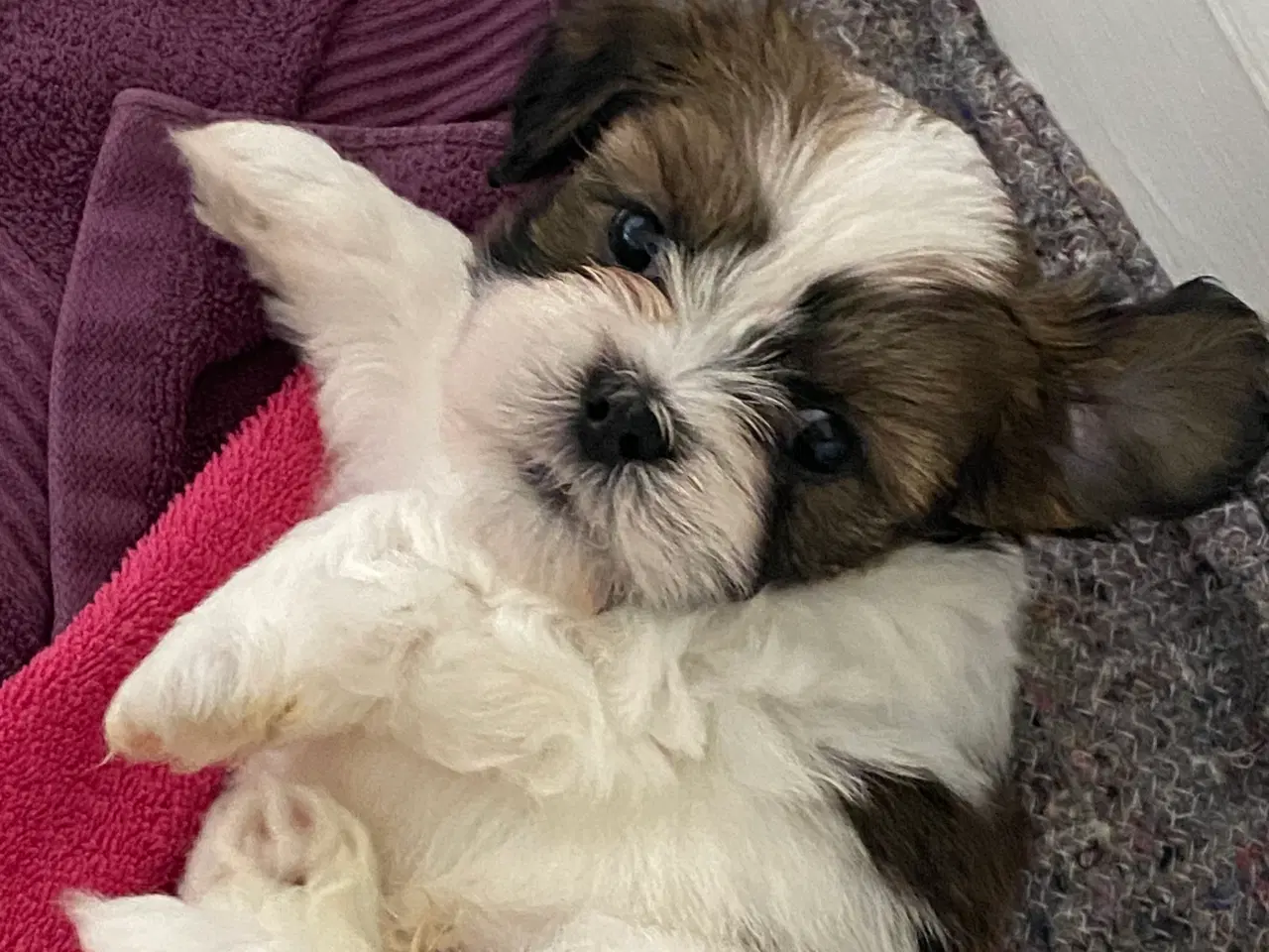 Billede 3 - Lhasa apso hvalpe 