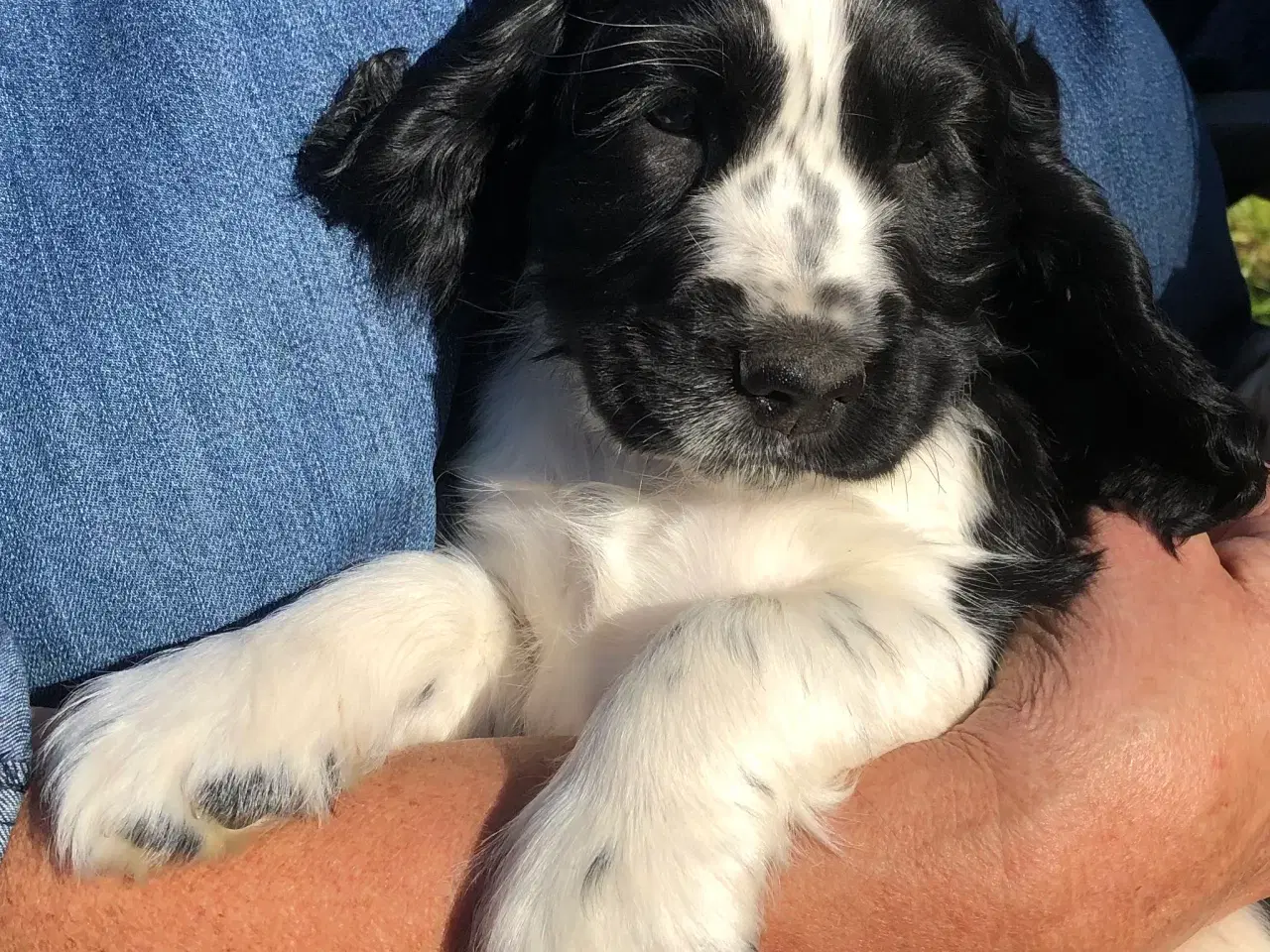 Billede 1 - Engelsk cocker spaniel