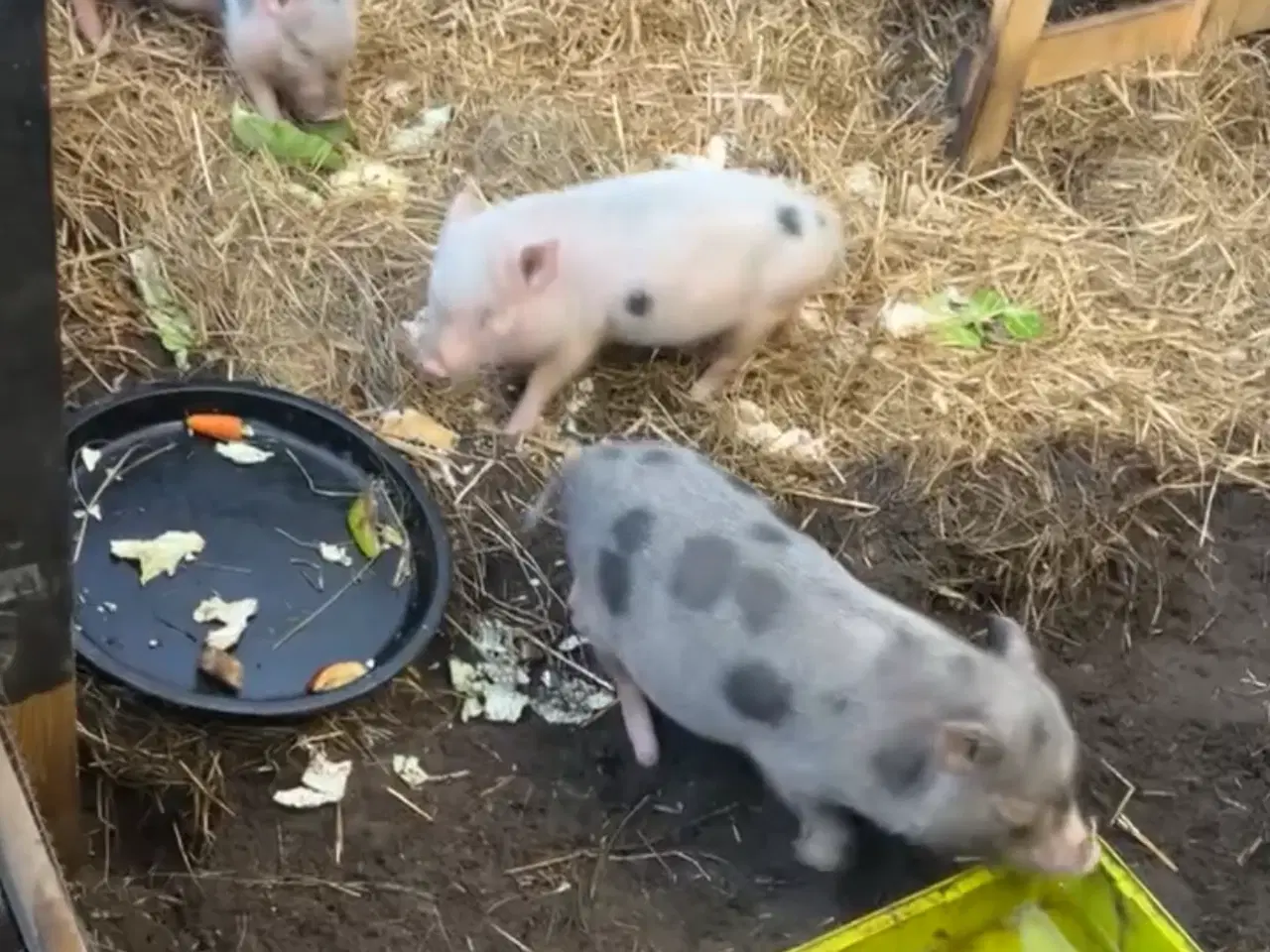 Billede 1 - 3 små piger søger nyt hjem 