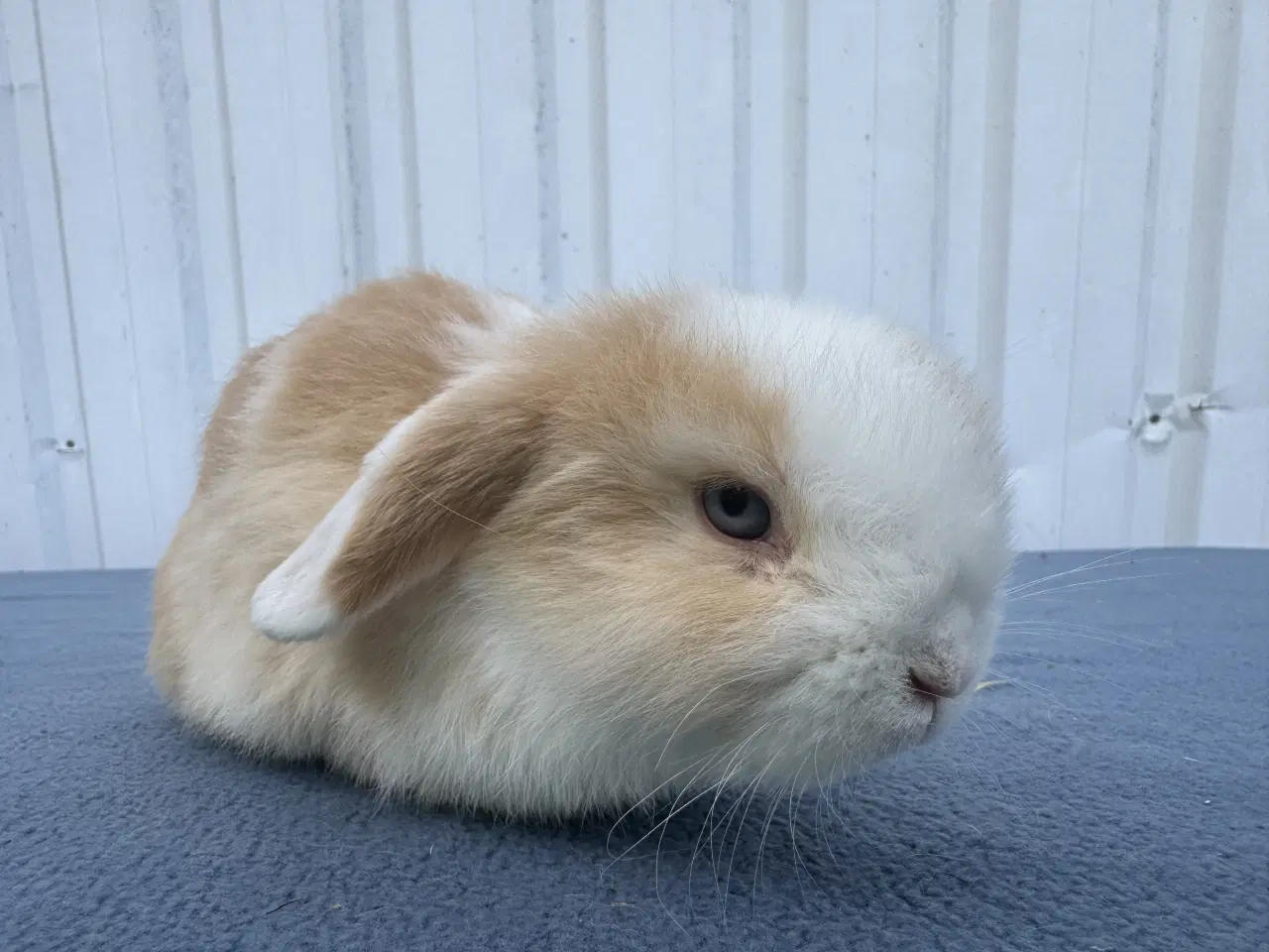 Billede 7 - Mini lop hankanin