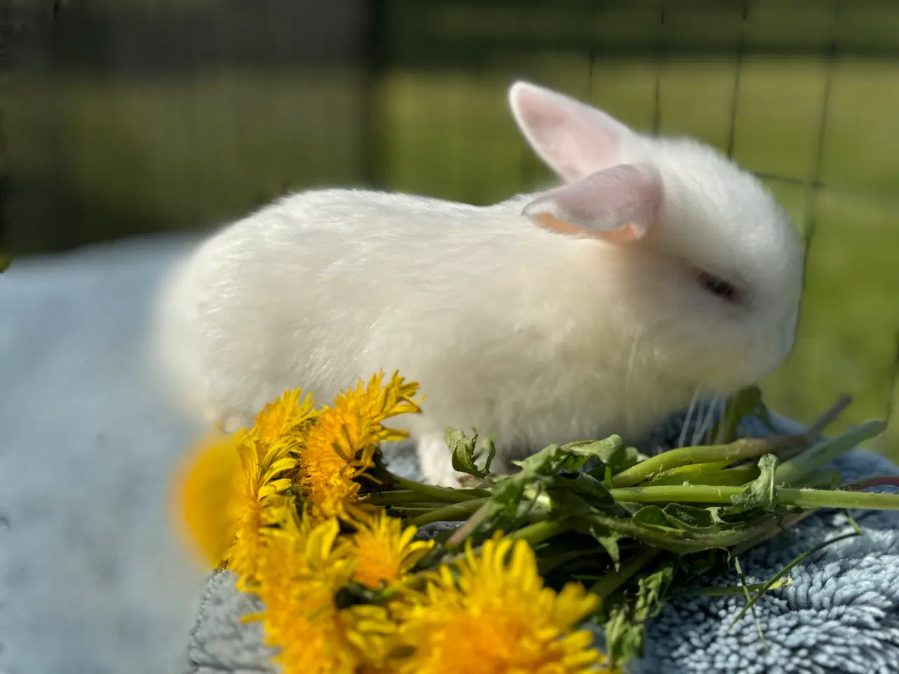 Billede 11 - Minilop kanin unge