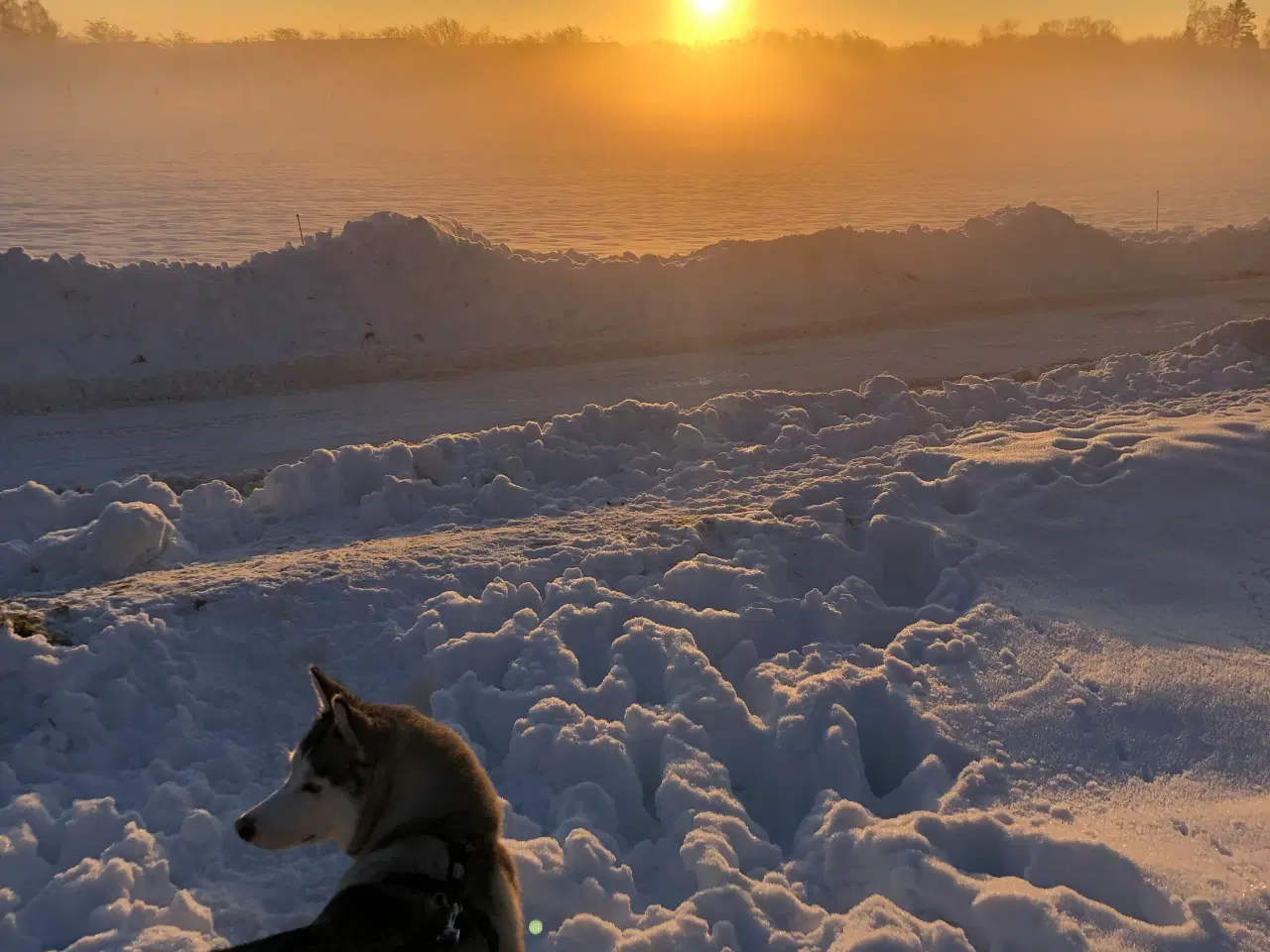 Billede 8 - Husky søger nyt hjem