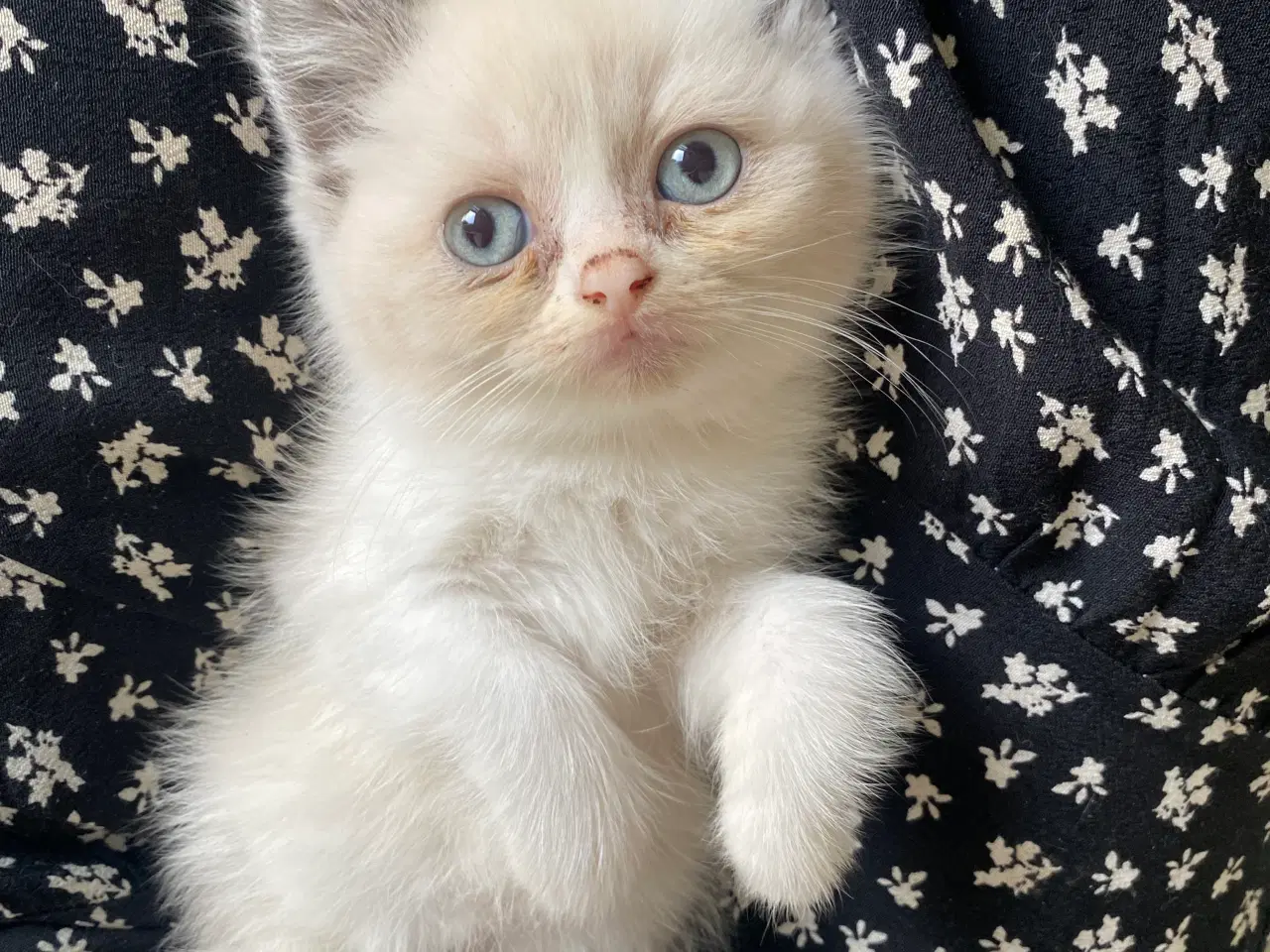 Billede 1 - 2 Smuk Ragdoll hunkilling lys hunkat hvid beige