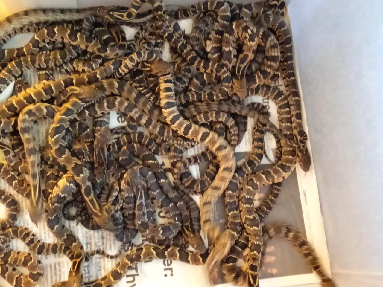 Billede 2 - Falske Vandkobra (hydrodynastes Gigas)