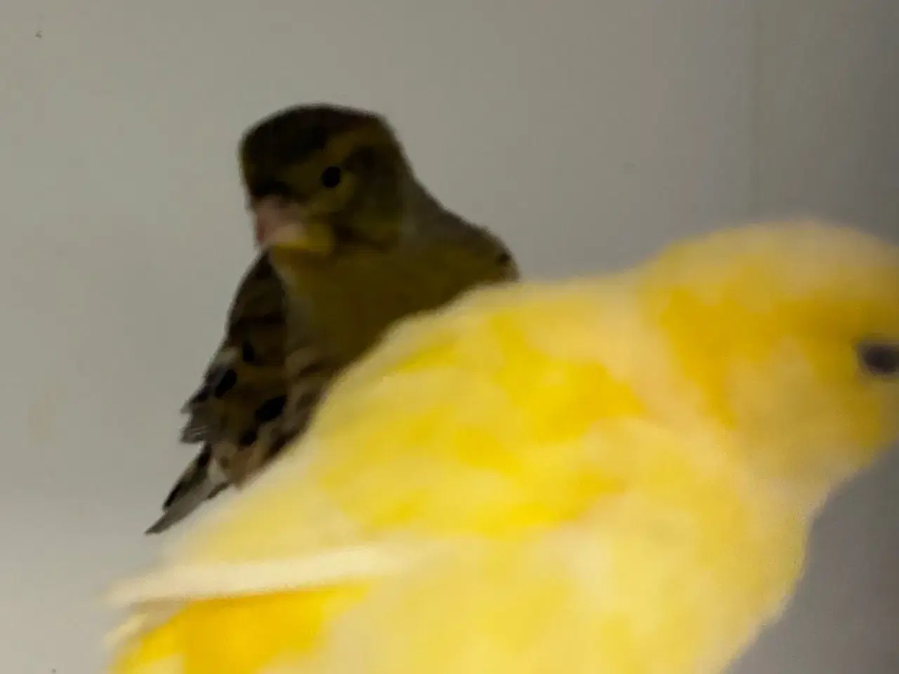 Billede 2 - Fife Fancy