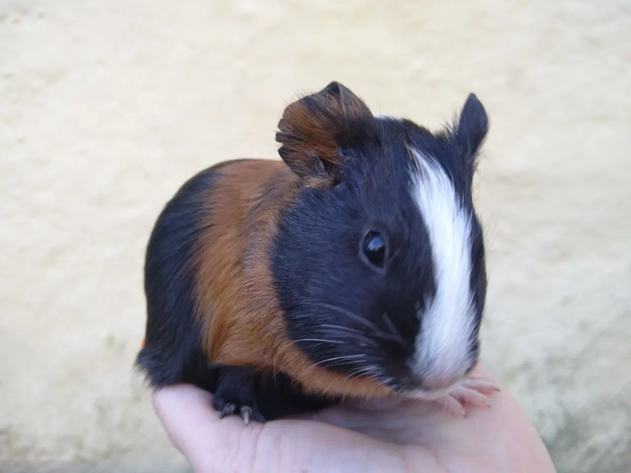 Billede 6 - 2 søstre