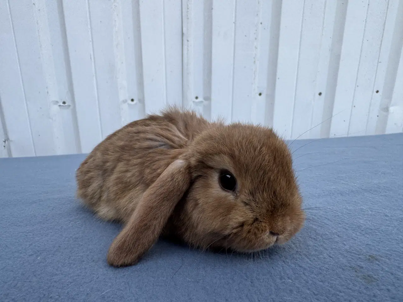 Billede 5 - Dværgvædder hunkanin