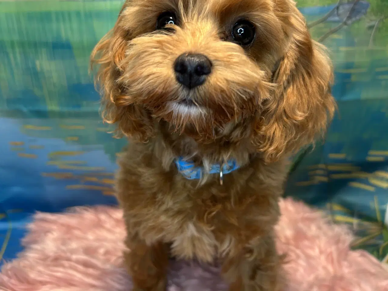 Billede 7 - 🐾✨ Skønne Maltipoo hvalpe klar juni !