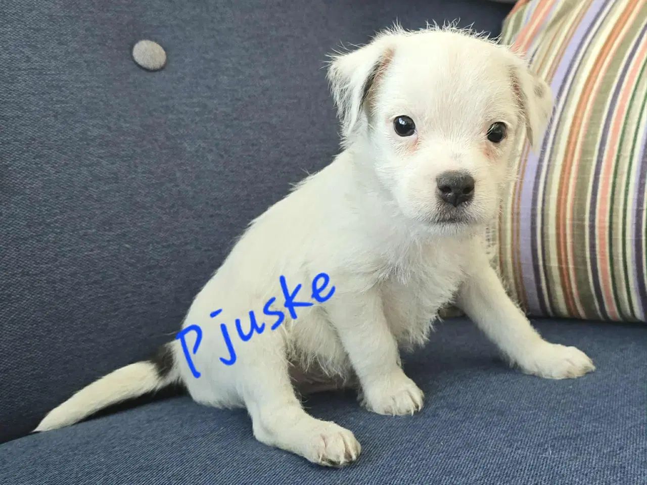 Billede 1 - Russell hvalpe