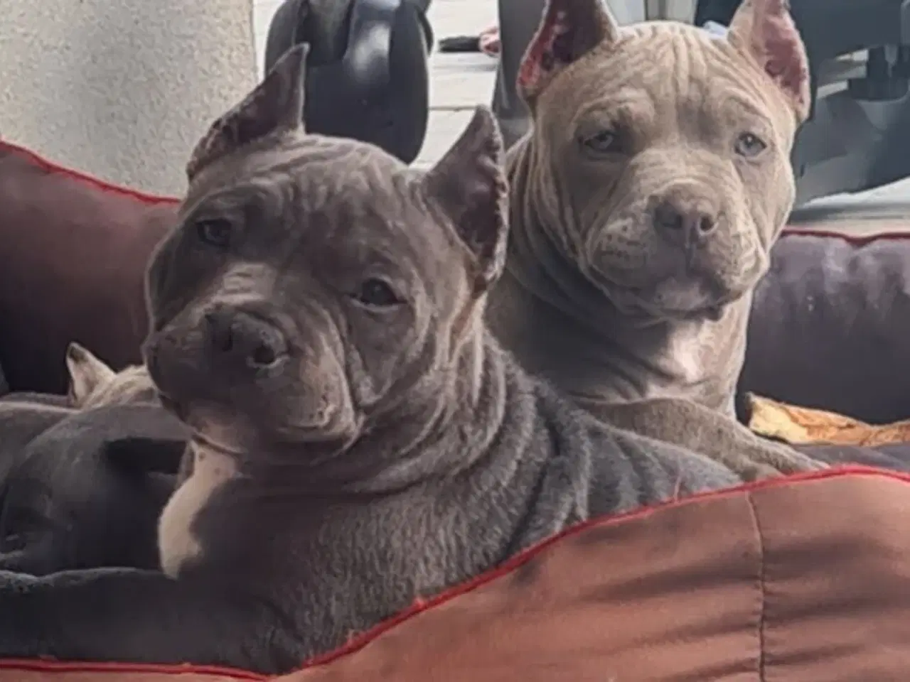 Billede 3 - American Bully pocket 