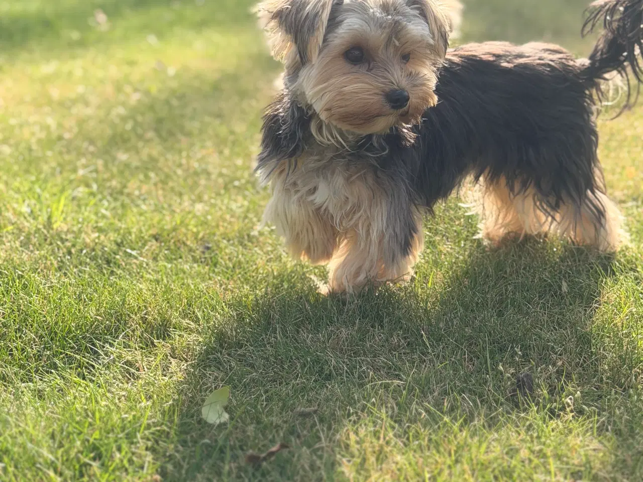 Billede 1 - Parring tilbydes