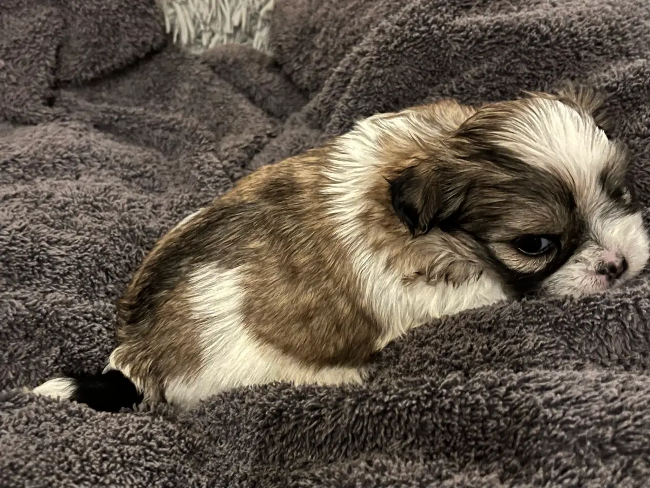 Billede 7 - Shih Tzu / Malteser Hvalpe