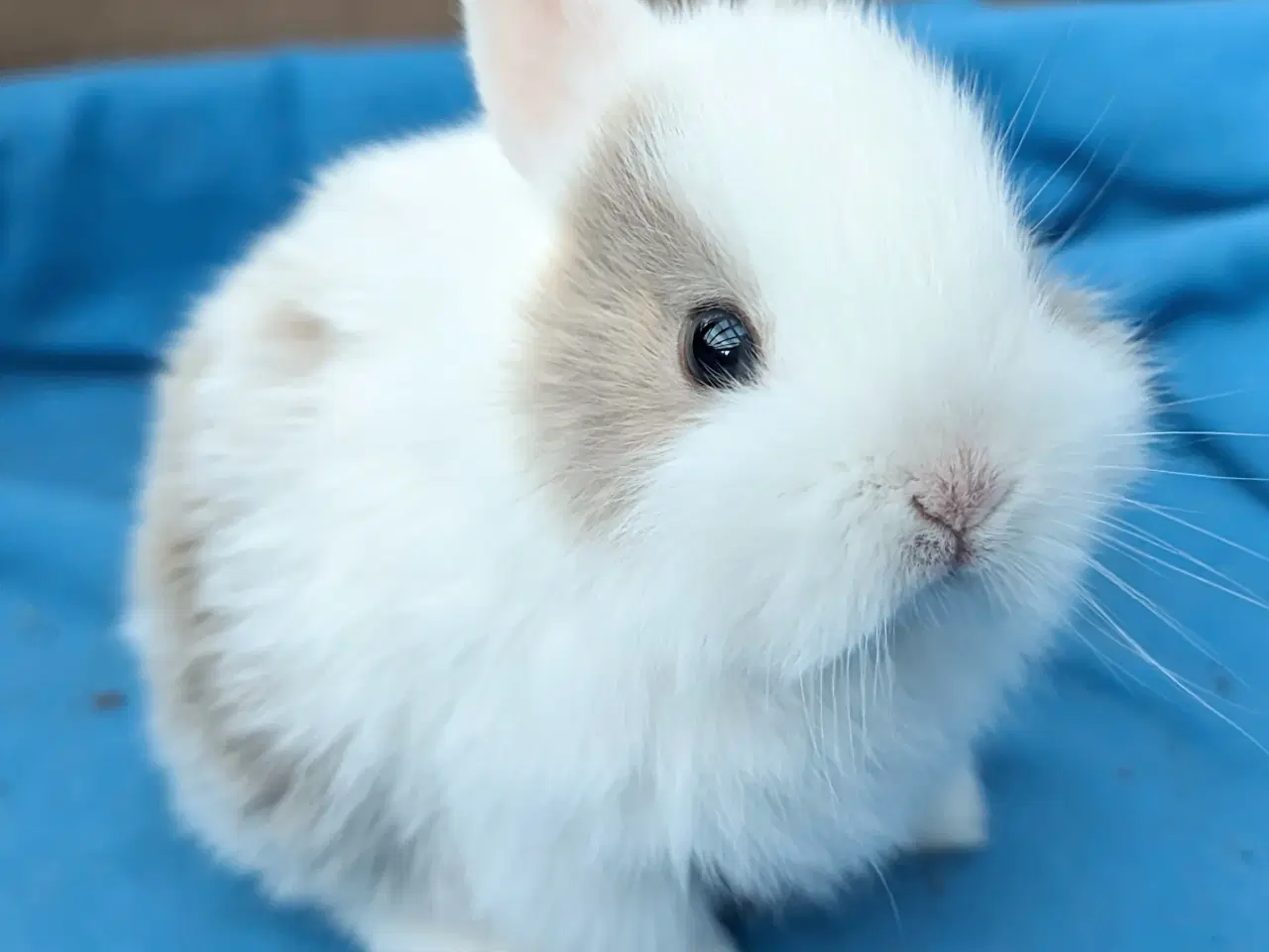 Billede 9 - Hermelin kaninunge sælges
