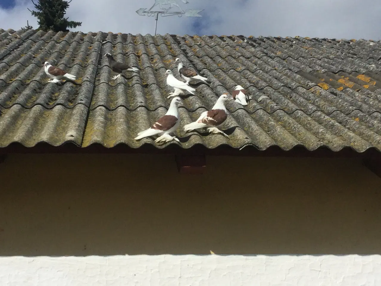 Billede 3 - Sachsiske Skjoldduer