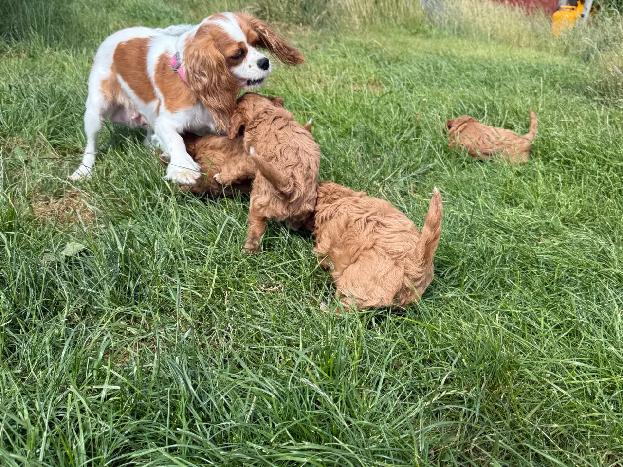 Billede 2 - CAVAPOO Tæve 