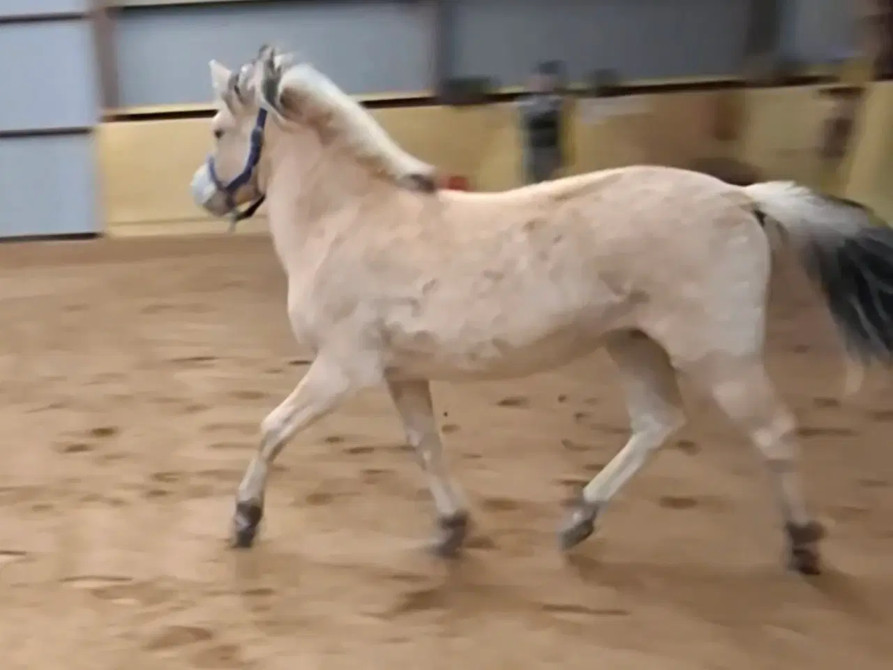 Billede 1 - Fjordhoppe plag