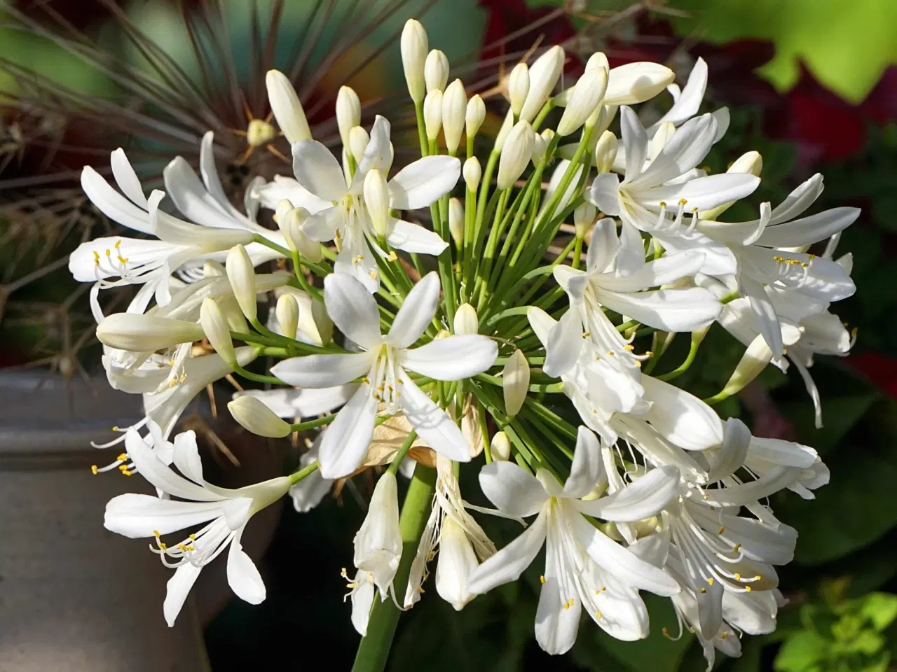 Billede 1 - Skærmlilje / Agapanthus "Polar Ice". Hvid.