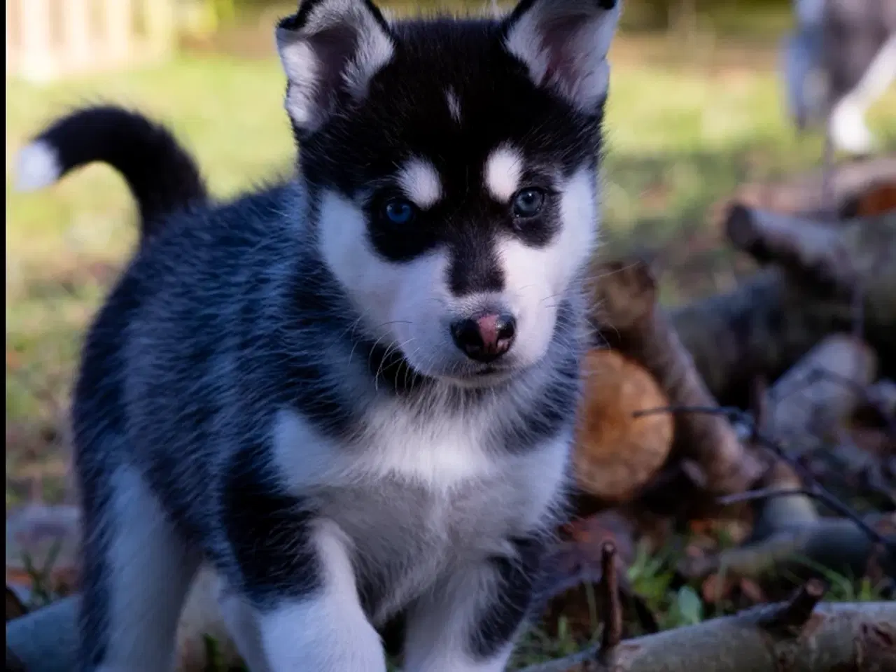 Billede 1 - Alaskan Husky/malamute hvalpe