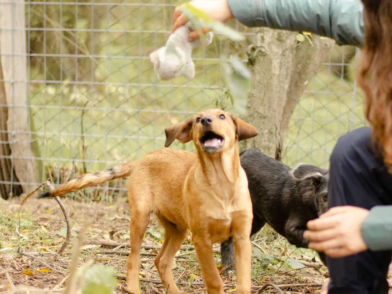 Billede 3 - Sødeste Charlie søger 4ever familie 💙