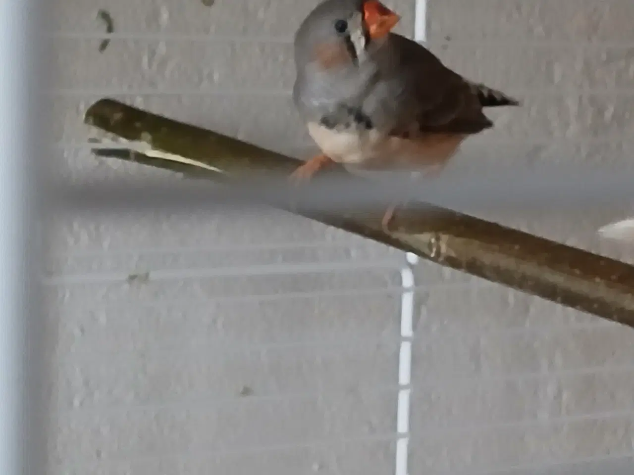 Billede 3 - Zebrafinker hanner unger