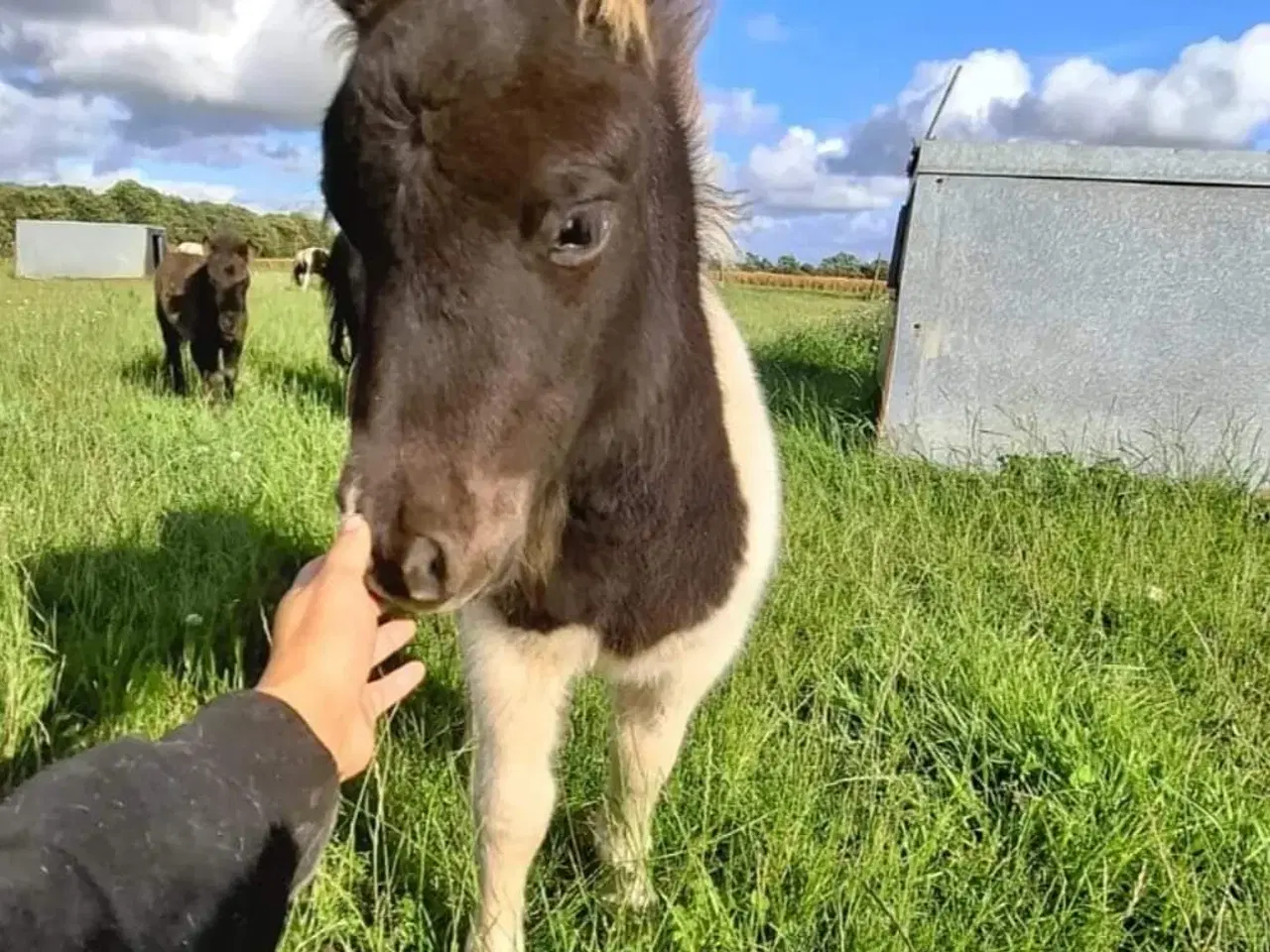 Billede 1 - Broget Miniature shetlænder.