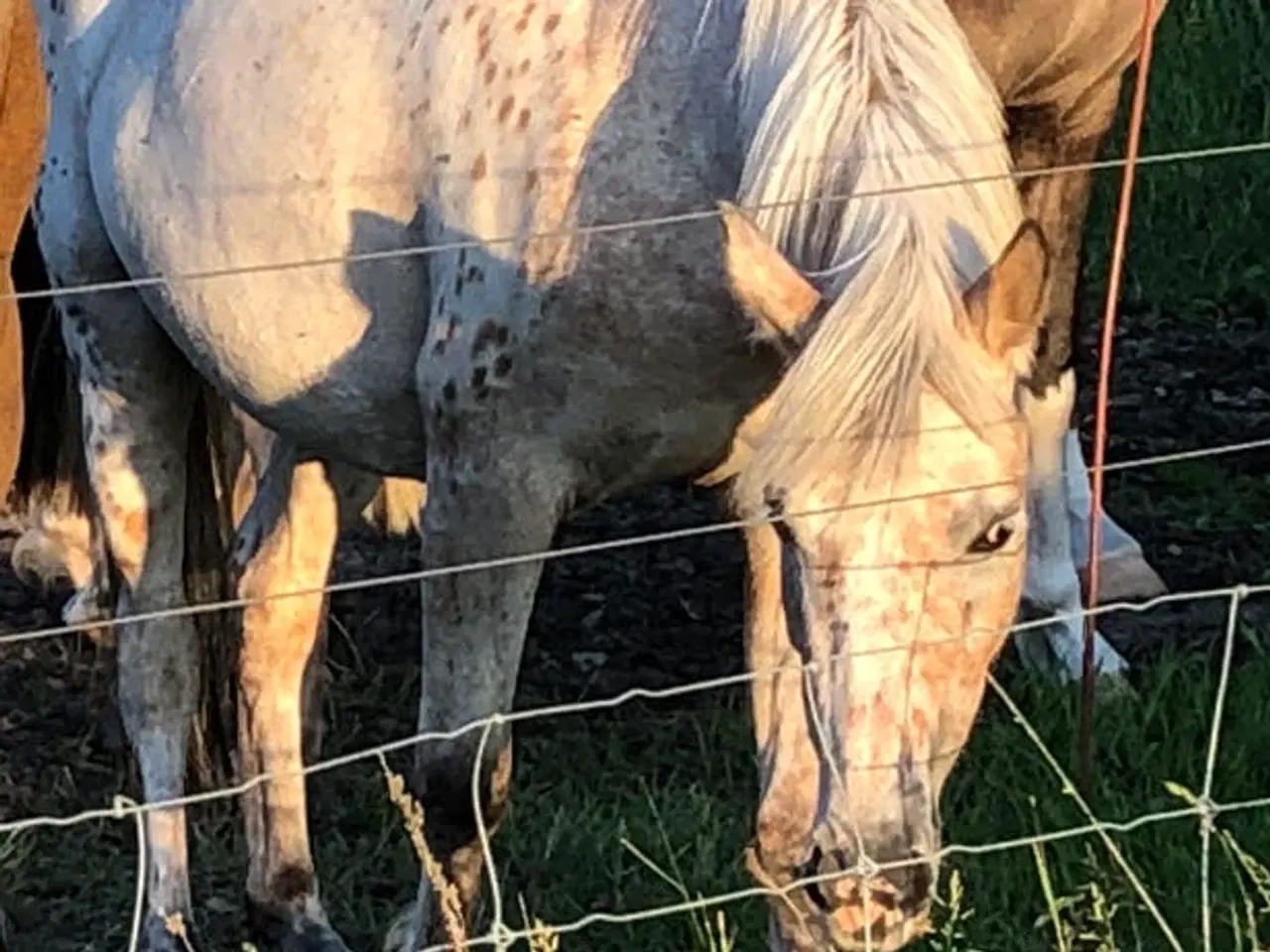Billede 3 - Ny pris Pony 3år 125cm hoppe
