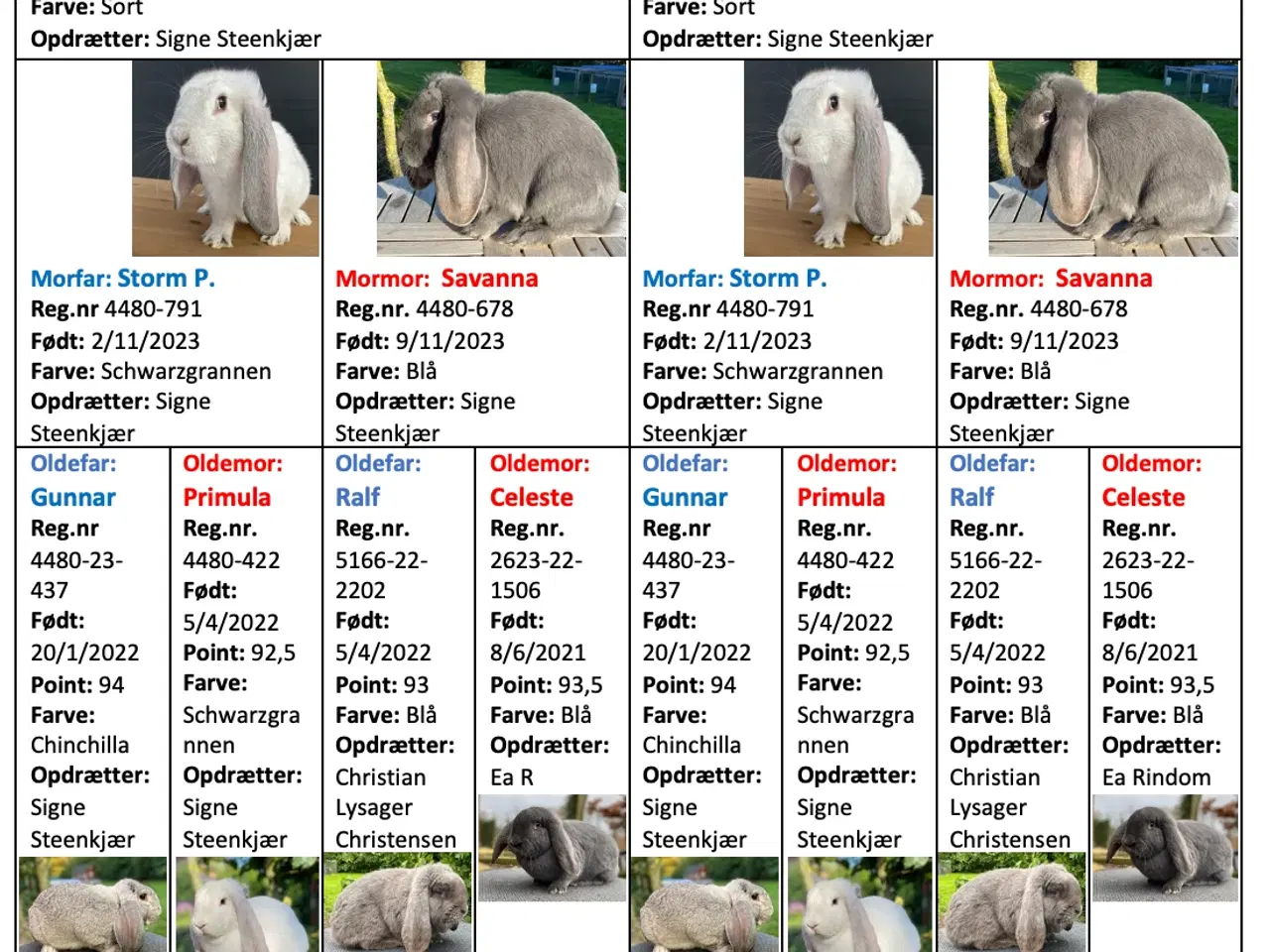 Billede 2 - AVLSKLAR FRANSK VÆDDER HUN BLÅ